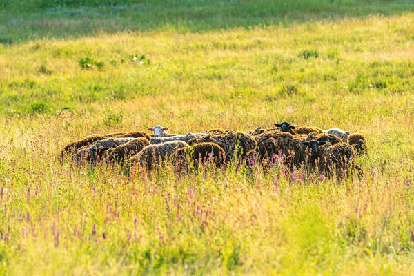 Herd of sheep on beautiful hills meadow — Stock Photo, Image