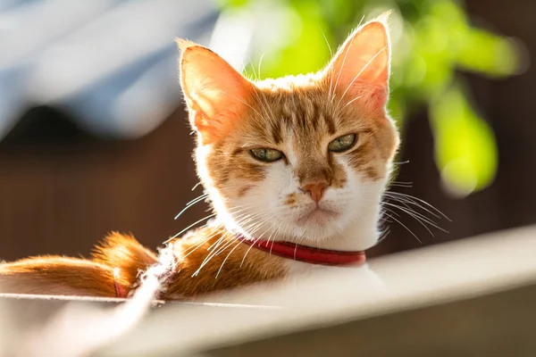 Niedlichen weiß-roten Katze in einem roten Halsband entspannen Sie sich im Garten, Nahaufnahme — Stockfoto