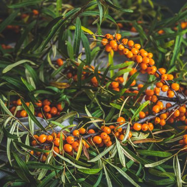 Çuval bezi bez o yaprakları ile bir dal üzerinde deniz dikeni çilek