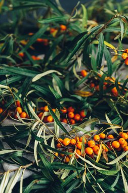 Çuval bezi bez o yaprakları ile bir dal üzerinde deniz dikeni çilek