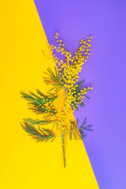 Mimoza ile tebrik kartı (Akasya dealbata, gümüş wattle, mavi 