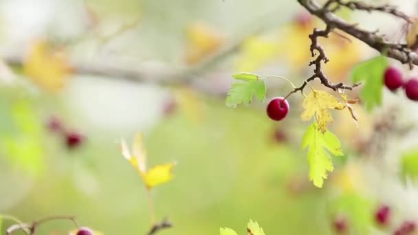美しい秋の光の背景ビデオ 枝に赤いベリー 暖かい日当たりの良い光 フィールドの浅い深さ ボケを持つホーソーン — ストック動画