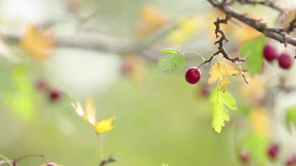 美丽的秋光背景慢动作视频 霍桑与红莓在树枝上 温暖的阳光明媚 浅深的田野 — 图库视频影像