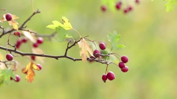 Hermoso Otoño Luz Fondo Cámara Lenta Vídeo Espino Con Baya — Vídeo de stock