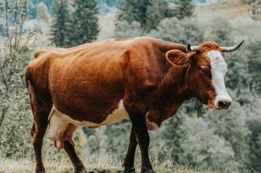 Dağ otlağındaki inek. Carpa 'nın havadan görünüşü inanılmaz.