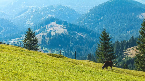 Cow on a mountain pasture. Aerial view amazing over of the Carpa — Stock Photo, Image