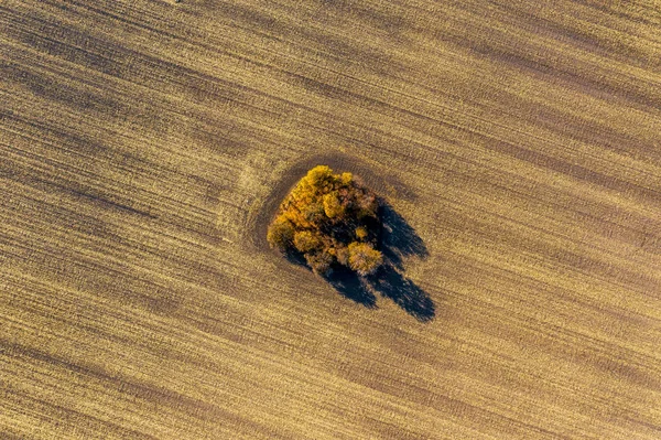 Overhead top down drone shot of a lone tree in the middle of a p — 스톡 사진