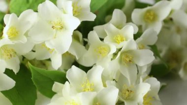 Bahçede yasemin açıyor. Güzel Bokeh ve akşam güneşli ışığı çerçevede. Güzel beyaz çiçekler, aromaterapi.