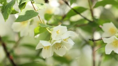 Yasemin çiçeği. Yasemin çiçeğinin yakın dalını daire şeklinde döndür