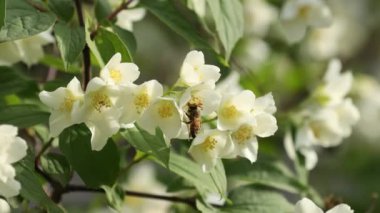 Yasemin çiçekleri üzerinde yaban arısı uçuşu. Yaban arısı yasemin çiçeklerinin üzerinden uçar ve nektar toplar..