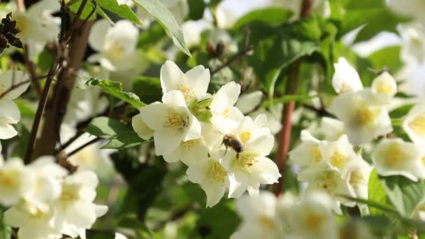 Primer Plano Las Abejas Sobre Las Flores Azahar Hermosa Bokeh — Vídeos de Stock
