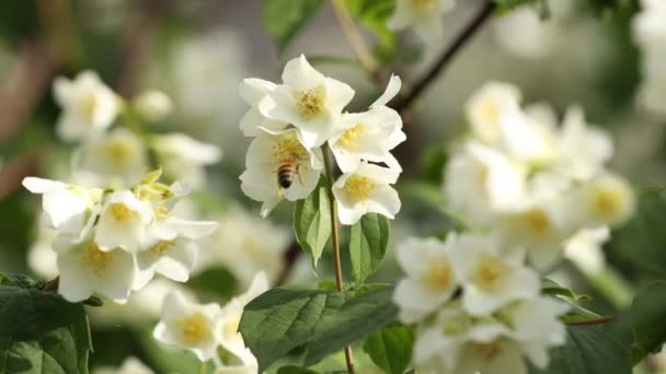 Bijen Oranjebloesem Bloemen Mooie Bokeh Avonds Zonnig Licht Het Frame — Stockvideo