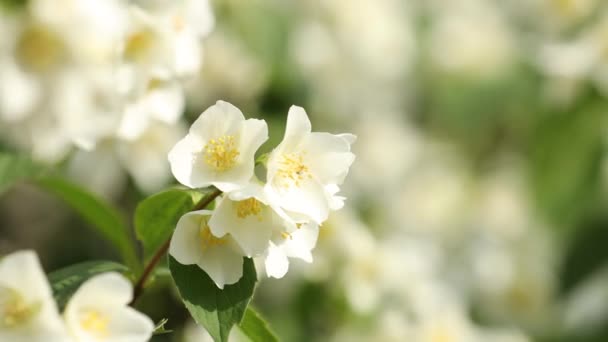 Bloeiende Jasmijn Tuin Mooie Bokeh Avonds Zonnig Licht Het Frame — Stockvideo