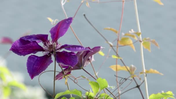 美しい登山植物水滴とクレマチス ライラックのブッシュクレマチスの花のクローズアップ クレマチス ヴァイン — ストック動画
