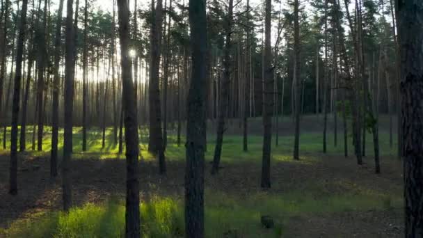 Vild Tallskog Med Grönt Gräs Träden Flyttar Mellan Träd Vacker — Stockvideo