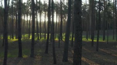 Çam ormanında gün doğumu, İHA parlak güneş ışınlarıyla uzun yeşil ağaçların arasında uçuyor. Ormanda yaz gündoğumu