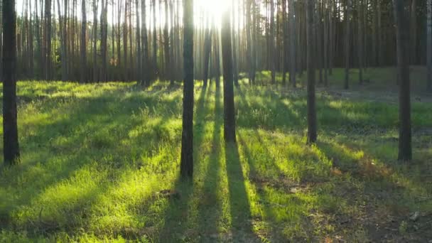 Wilder Kiefernwald Mit Grünem Gras Unter Den Bäumen Märchenhafte Morgensonne — Stockvideo