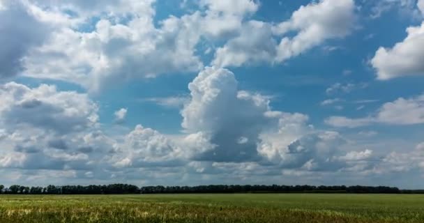 Lapso Tempo Nuvens Chuva Dramáticas Rolando Sob Campo Trigo Verde — Vídeo de Stock