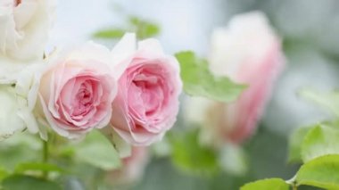 Bahçedeki pembe güller kapanıyor. Dallarda yeşil yapraklar ve parlak, taze güller. Bulutlu bir gün. Botanik doğal çiçek kavramı. Bahçe konsepti.