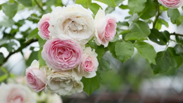 Spray Ogrodowy Różowe Róże Zamknąć Zielone Liście Gałęziach Jasne Świeże — Wideo stockowe