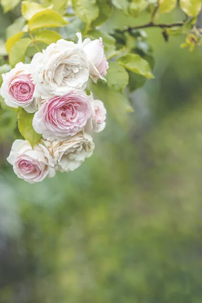Garden spray of pink roses close up. Green leaves on branches and bright, fresh blooming roses. Botanical natural blossom concept