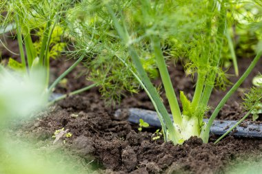 Bahçe yatağında rezene ampulü. Geleneksel rezene, Foeniculum vulgare azoricum. Floransa ya da ampul rezene. Bahçe arka planı, kapat