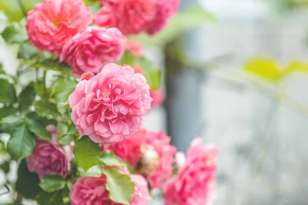 Garden Spray Pink Roses Close Green Leaves Branches Bright Fresh — Stock Photo, Image