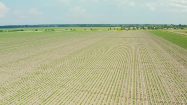 Letecký Pohled Přeletět Nad Sadem Brambor Záhony Rovných Řadách Zemědělském — Stock video