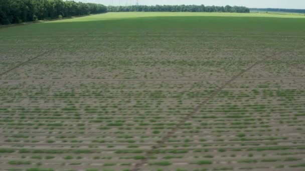 Voar Aéreo Acima Muitos Sulcos Batatas Com Camas Plantadas Fileiras — Vídeo de Stock