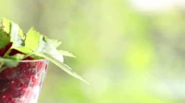 Çerçevesinde su damlaları ve cam kapta yeşil yapraklar olan olgun kırmızı frenk üzümü. Dışarıda yeşil güneşli bahçe Pencerenin arkasında odaklan.