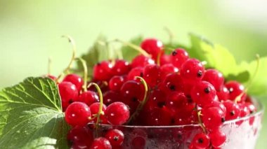 Olgun kırmızı frenk üzümü, su damlaları ve cam kapta yeşil yapraklar pencere kenarında dönüyordu. Kapatın. Dışarıda yeşil güneşli bahçe Pencerenin arkasında odaklan.