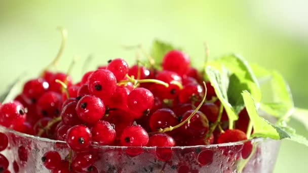 Grosella Roja Madura Con Gotas Agua Hojas Verdes Plato Vidrio — Vídeos de Stock