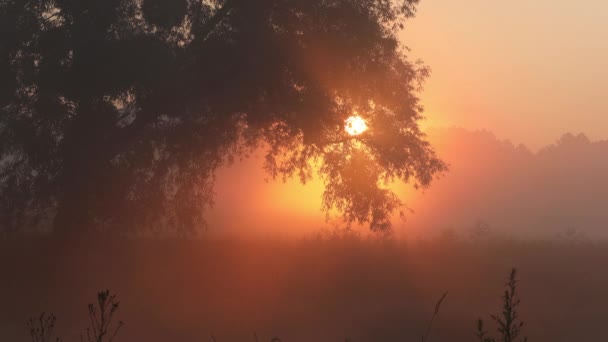 Літній Ранковий Пейзаж Мальовничій Місцевості Туман Над Річкою Сході Сонця — стокове відео