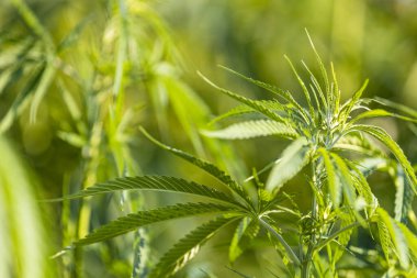 Altın yaz ışığında esrar bitkisi, mercekli marihuana arka planı. Yeşil kenevir çiçeklerinin güzel arkaplanı fotokopi alanı ışık tonlaması için bir yer.