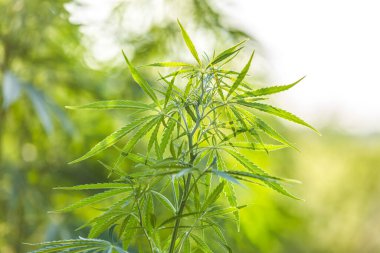 Altın yaz ışığında esrar bitkisi, mercekli marihuana arka planı. Yeşil kenevir çiçeklerinin güzel arkaplanı fotokopi alanı ışık tonlaması için bir yer.