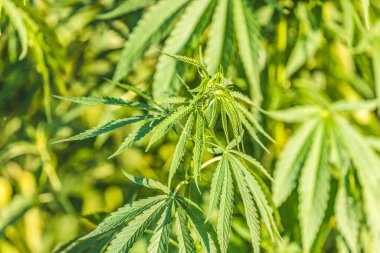 Kenevir bitkisi altın yaz ışığı altında kapanıyor. Esrar arka planında mercek parlaması var. Yeşil kenevir çiçeklerinin güzel arkaplanı fotokopi alanı ışık tonlaması için bir yer.