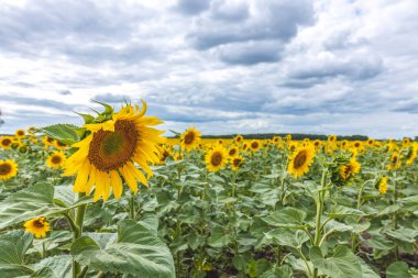 Yazın dramatik bulutlu gökyüzünün altında muhteşem panoramik ayçiçeği tarlası. Güzel doğa manzarası. Çiftlik alanı cennet manzarası