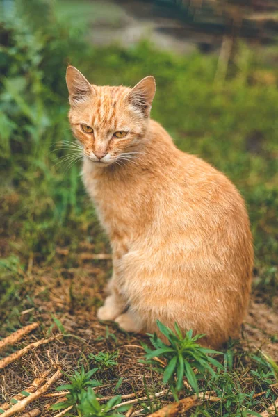 蓬松的 肮脏的无家可归的红猫悠闲地坐在盛开的春花旁的花园里 天气晴朗 动物很享受 实地浅水区 — 图库照片