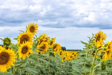 Yazın dramatik bulutlu gökyüzünün altında muhteşem panoramik ayçiçeği tarlası. Güzel doğa manzarası. Çiftlik alanı cennet manzarası