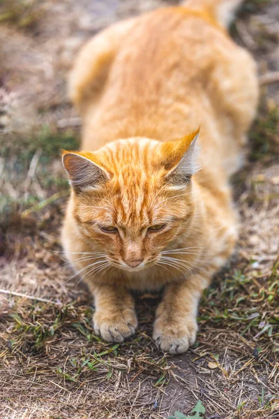 一只蓬松的 肮脏的 无家可归的红猫 在盛开的春花旁的花园里悠闲地坐着 天气晴朗 动物很享受 实地浅水区 — 图库照片