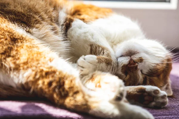 Luz Sol Manhã Sobre Gato Vermelho Dormindo Fechar Com Borrão — Fotografia de Stock