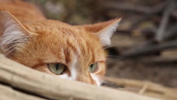 脅威を見ている猫はジャンプの準備をしている 猫の感情が閉じます かわいい赤白猫 — ストック動画