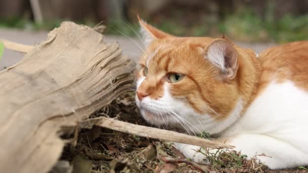 Gato Que Uma Ameaça Está Preparando Para Salto Emoções Gato — Vídeo de Stock