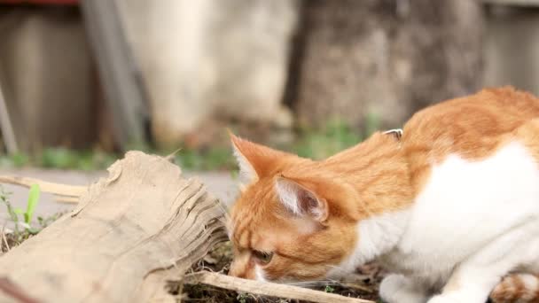 Cat Sees Threat Preparing Jump Cat Emotions Close Cute Red — Stock Video