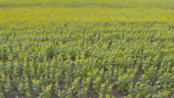 Aerial View Drone Flying Fields Sunflowers Summer Cloudy Day — Stock Video