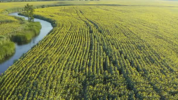 Widok Lotu Ptaka Nad Polami Słonecznikami Pole Kwitnienia Słonecznika Wschodzie — Wideo stockowe