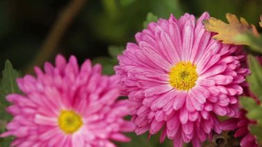 Güzel sonbahar pembe kasımpatı bahçesi güneş ışığında yemyeşil kasımpatı çiçekleri bahçede pembe taç yaprakları günbatımında açar..