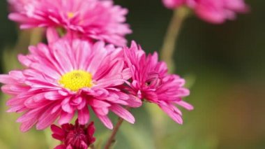 Güzel sonbahar pembe kasımpatı bahçesi güneş ışığında yemyeşil kasımpatı çiçekleri bahçede pembe taç yaprakları günbatımında açar..