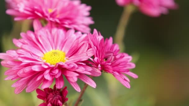 The beautiful autumn pink chrysanthemum garden in sunlight, lush chrysanthemum flowers with pink petals in the garden bloom at sunset. — Stock Footage Beautiful Autumn Pink Chrysanthemum Garden Sunlight Lush Chrysanthemum Flowers Pink Stock Footage