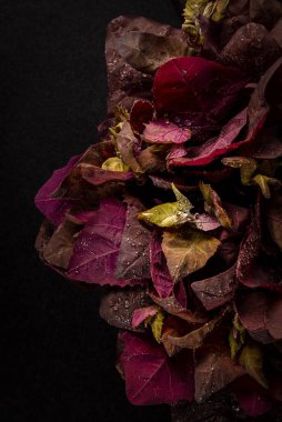 Parlayan su damlacıklarıyla süslenmiş canlı kırmızı ıspanak yaprakları, doğanın cömertliğinin güzelliğini ve tazeliğini gösteren, karanlık bir arka plana karşı büyüleyici bir görüntü oluşturur.